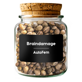 Braindamage AutoFem