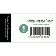 Critical Orange Punch Fem