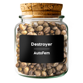 Destroyer AutoFem