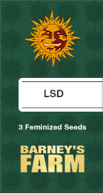 LSD Fem