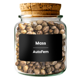 Mass AutoFem