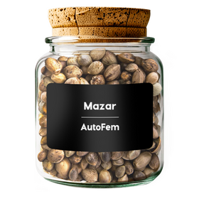 Mazar AutoFem