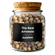 The Real Amnesia AutoFem