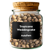 Tropicana Weddingcake AutoFem